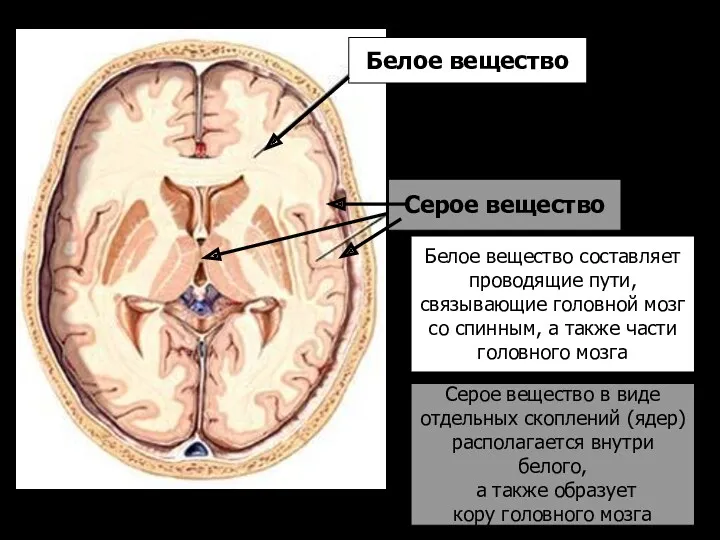 Белое вещество Серое вещество Белое вещество составляет проводящие пути, связывающие