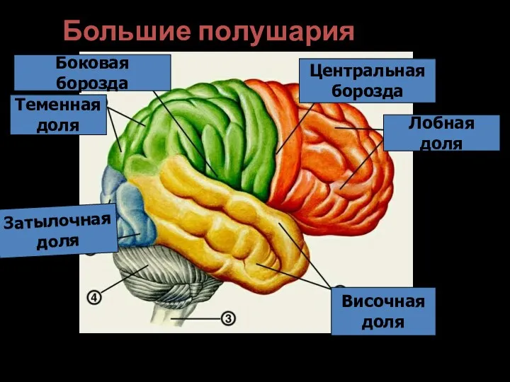 Большие полушария Лобная доля Центральная борозда Боковая борозда Теменная доля Височная доля Затылочная доля