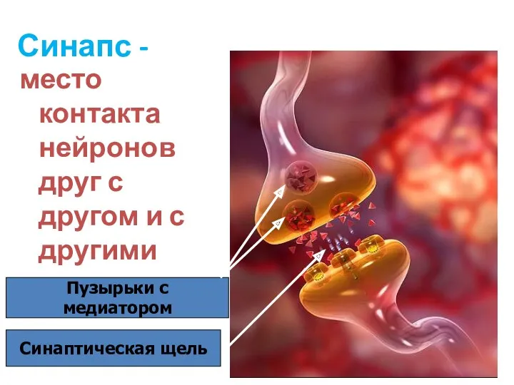 Синапс - место контакта нейронов друг с другом и с