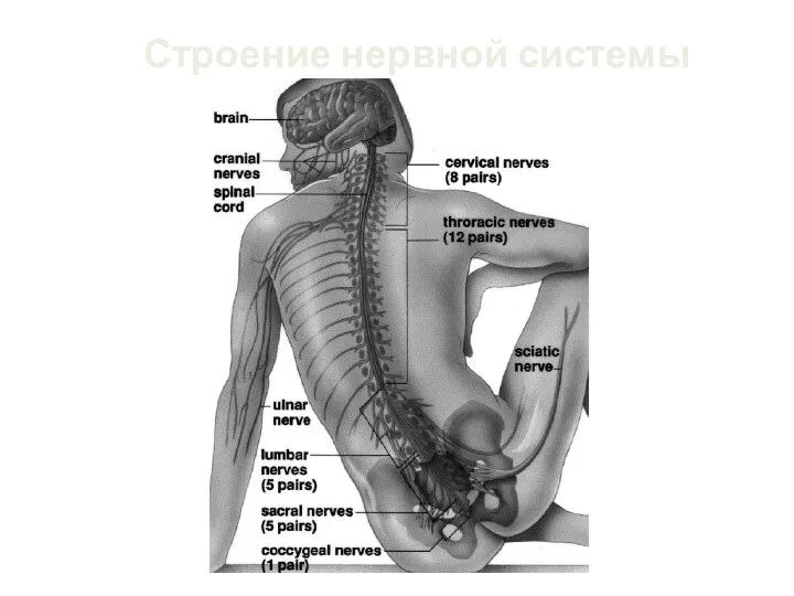 Строение нервной системы