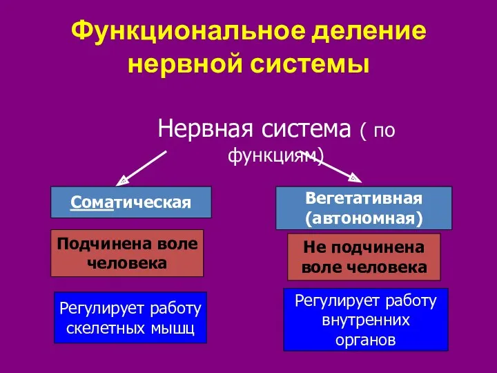 Функциональное деление нервной системы Нервная система ( по функциям) Соматическая