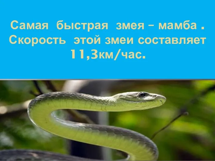 Самая быстрая змея – мамба . Скорость этой змеи составляет 11,3км/час.