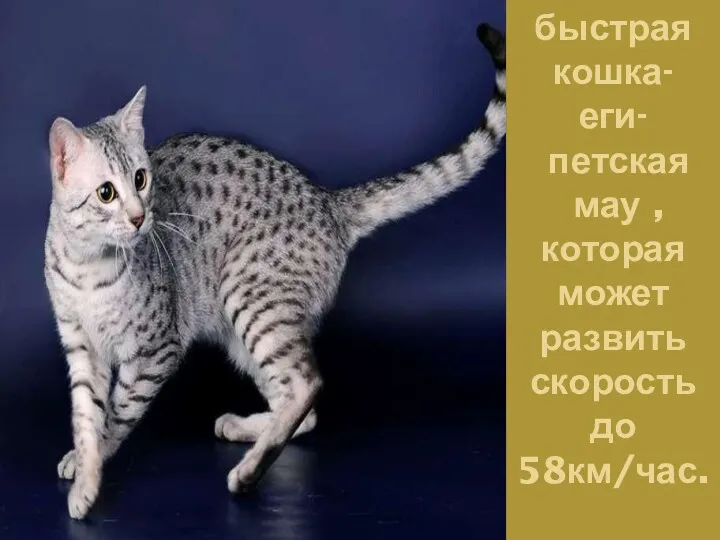 Самая быстрая кошка- еги- петская мау , которая может развить скорость до 58км/час.