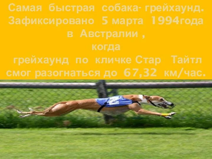Самая быстрая собака- грейхаунд. Зафиксировано 5 марта 1994года в Австралии