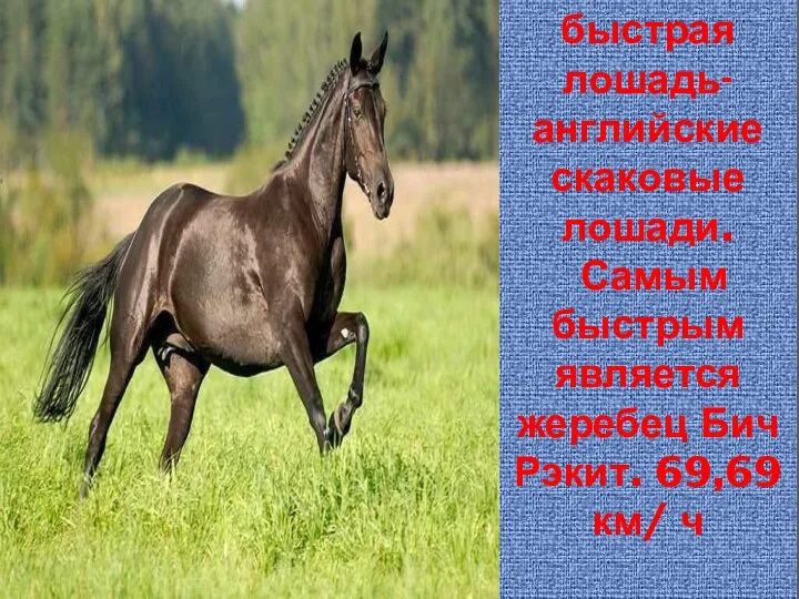 Самая быстрая лошадь- английские скаковые лошади. Самым быстрым является жеребец Бич Рэкит. 69,69км/ ч