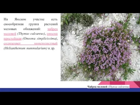 На Ямском участке есть своеобразная группа растений меловых обнажений: чабрец меловой (Thymus calcareus),