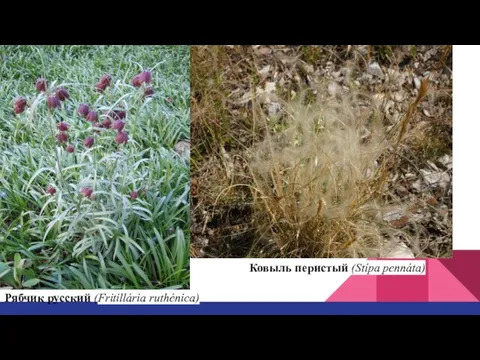 Рябчик русский (Fritillária ruthénica) Ковыль перистый (Stípa pennáta)