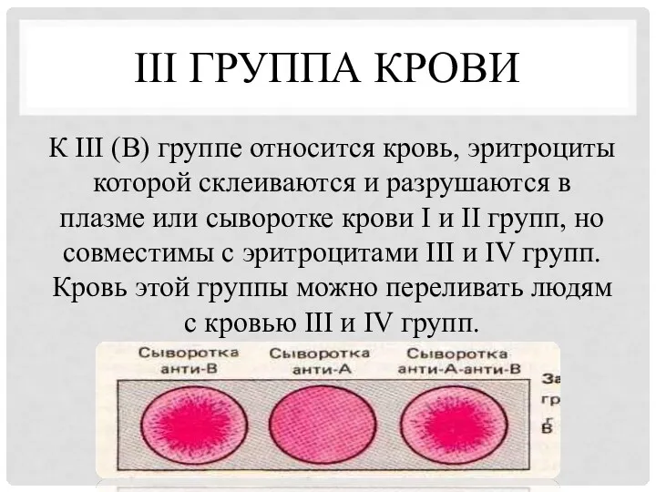 III ГРУППА КРОВИ К III (В) группе относится кровь, эритроциты