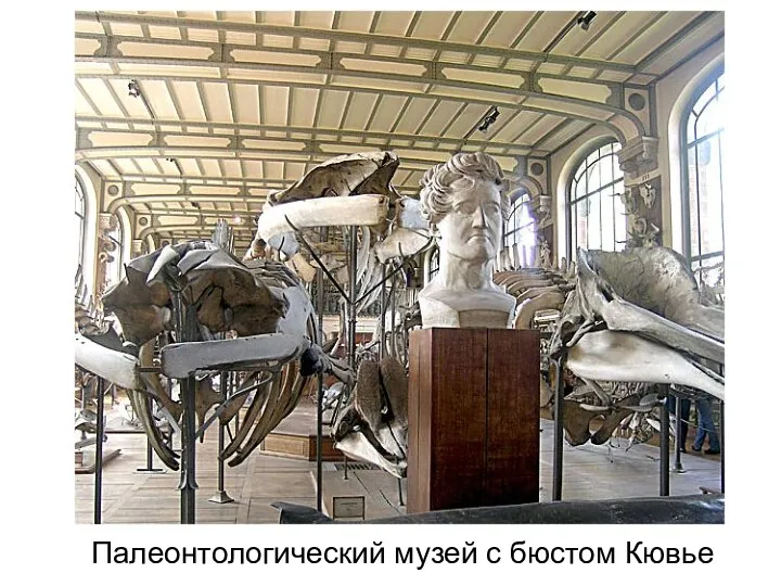 Палеонтологический музей с бюстом Кювье