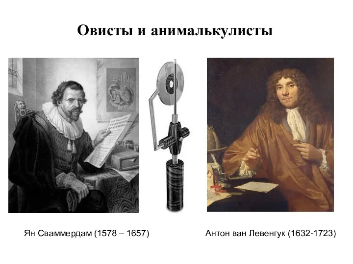 Овисты и анималькулисты Ян Сваммердам (1578 – 1657) Антон ван Левенгук (1632-1723)