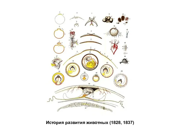 История развития животных (1828, 1837)