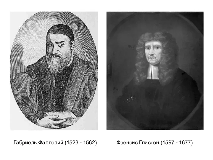 Габриель Фаллопий (1523 - 1562) Френсис Глиссон (1597 - 1677)