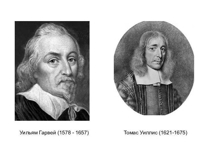 Томас Уиллис (1621-1675) Уильям Гарвей (1578 - 1657)