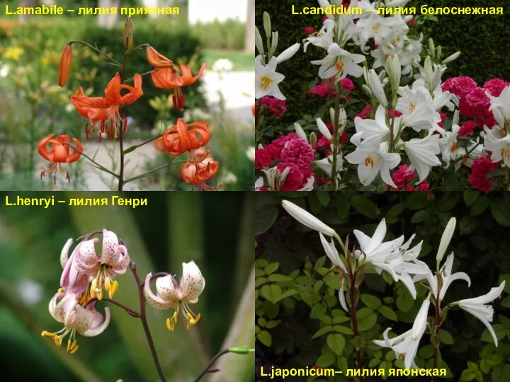 L.amabile – лилия приятная L.candidum – лилия белоснежная L.henryi – лилия Генри L.japonicum– лилия японская