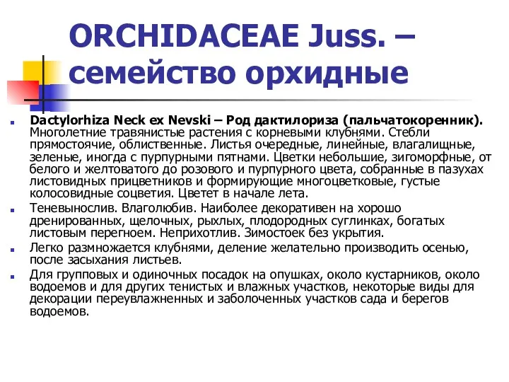 ORCHIDACEAE Juss. – семейство орхидные Dactylorhiza Neck ex Nevski – Род дактилориза (пальчатокоренник).