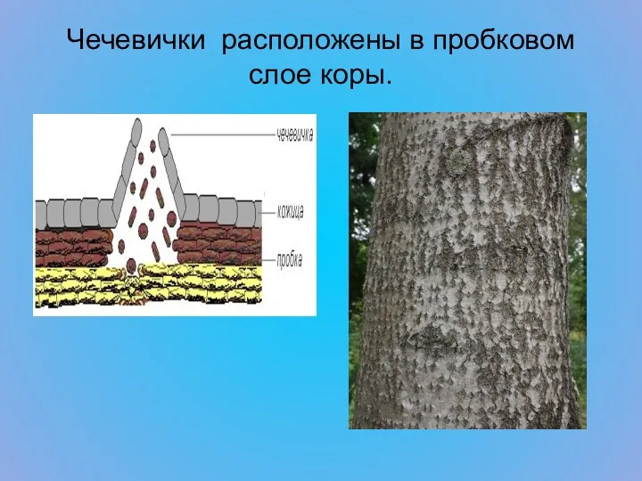 Чечевички расположены в пробковом слое коры.