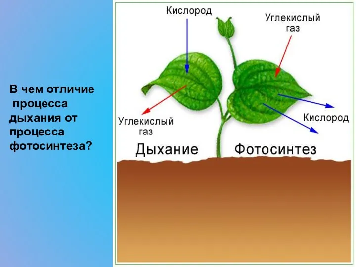 В чем отличие процесса дыхания от процесса фотосинтеза?
