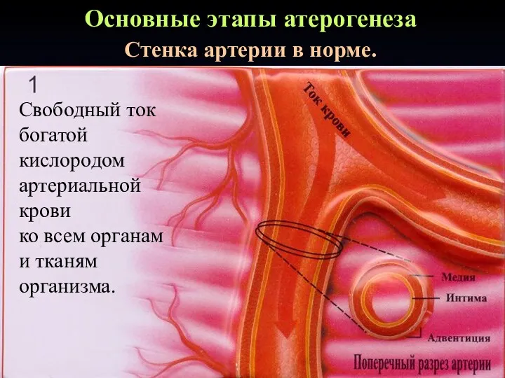 Свободный ток богатой кислородом артериальной крови ко всем органам и тканям организма. Основные