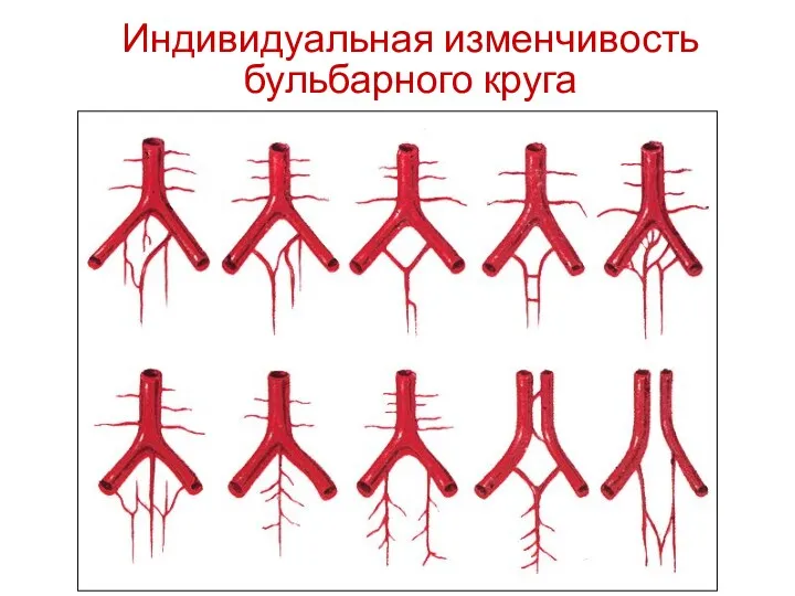 Индивидуальная изменчивость бульбарного круга