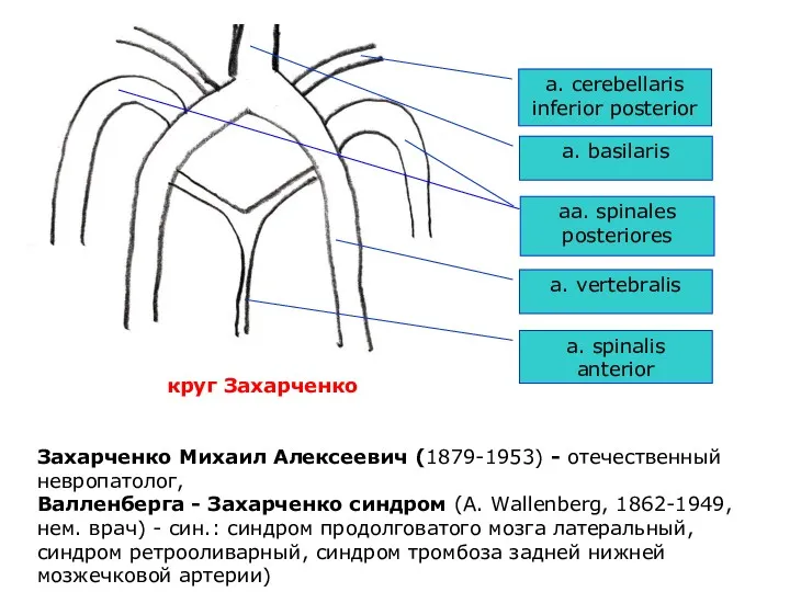 круг Захарченко a. spinalis anterior a. vertebralis a. basilaris aa.