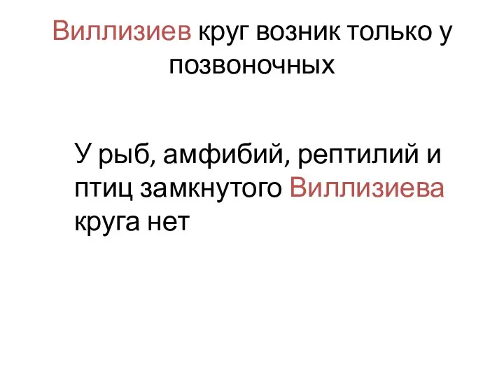 Виллизиев круг возник только у позвоночных У рыб, амфибий, рептилий и птиц замкнутого Виллизиева круга нет