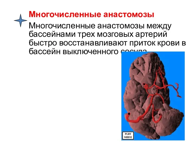 Многочисленные анастомозы между бассейнами трех мозговых артерий быстро восстанавливают приток