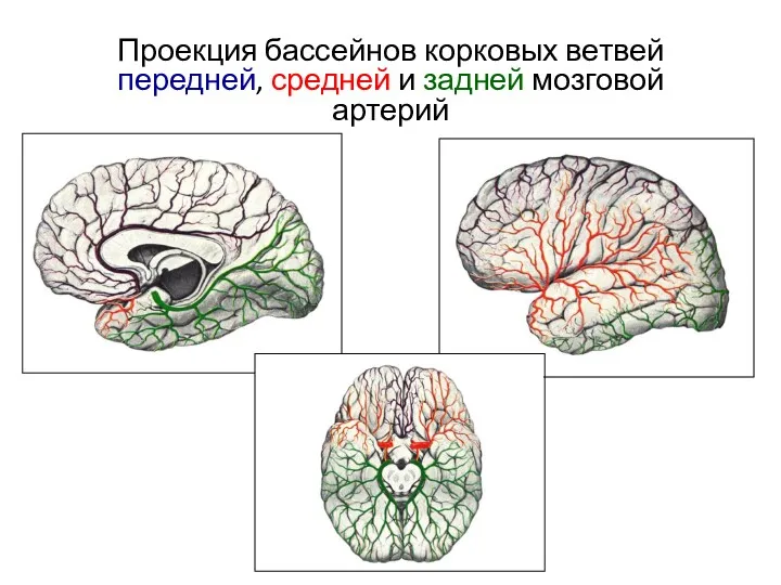 Проекция бассейнов корковых ветвей передней, средней и задней мозговой артерий