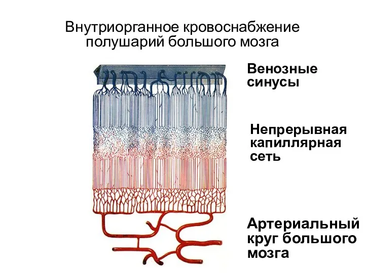 Внутриорганное кровоснабжение полушарий большого мозга Артериальный круг большого мозга Венозные синусы Непрерывная капиллярная сеть