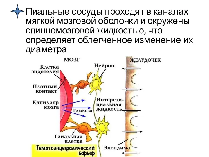 Пиальные сосуды проходят в каналах мягкой мозговой оболочки и окружены