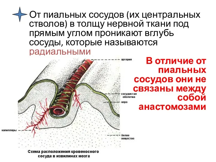 От пиальных сосудов (их центральных стволов) в толщу нервной ткани