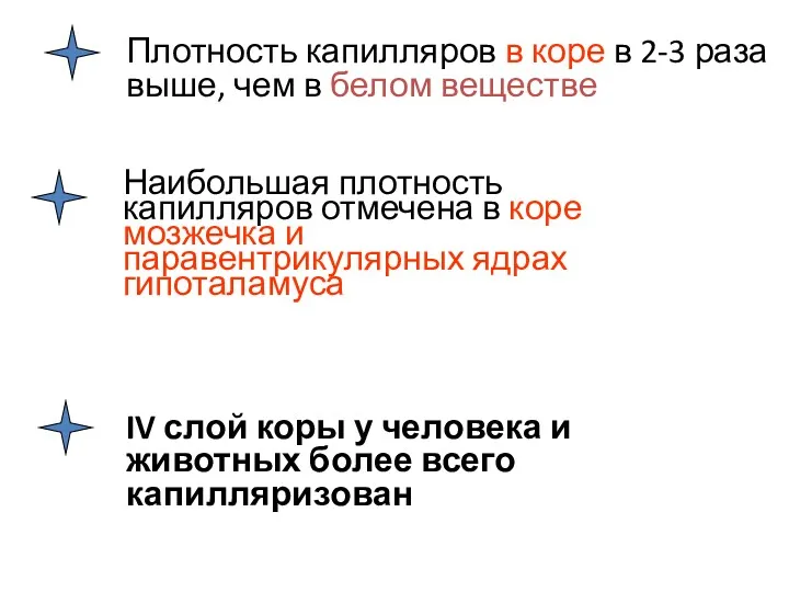 Плотность капилляров в коре в 2-3 раза выше, чем в