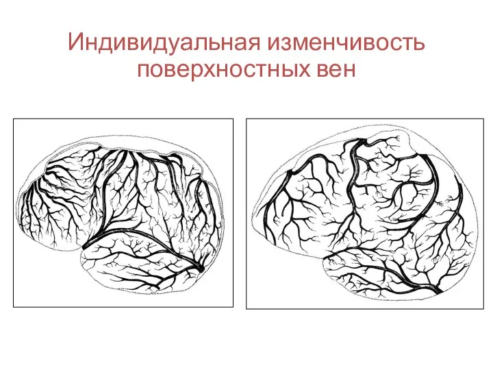 Индивидуальная изменчивость поверхностных вен