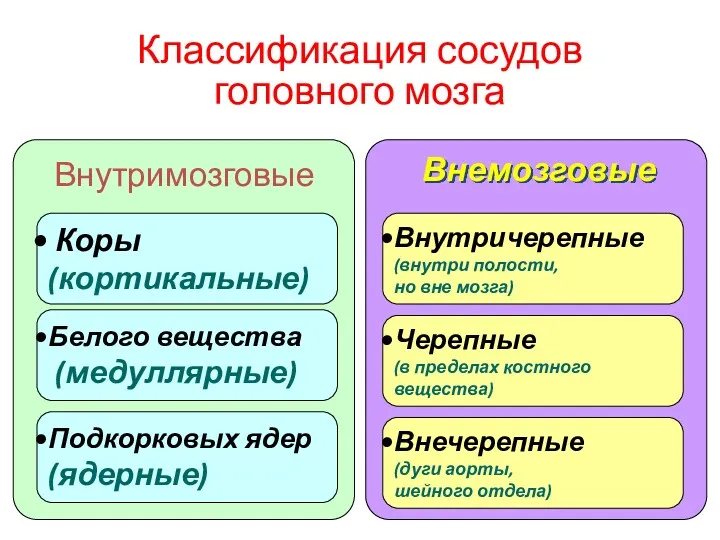 Классификация сосудов головного мозга Коры (кортикальные) Внутримозговые Белого вещества (медуллярные)