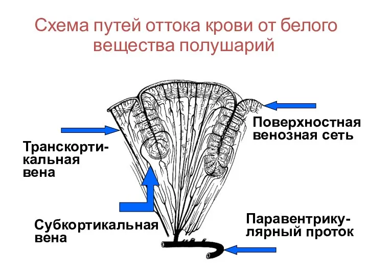 Схема путей оттока крови от белого вещества полушарий Паравентрику-лярный проток