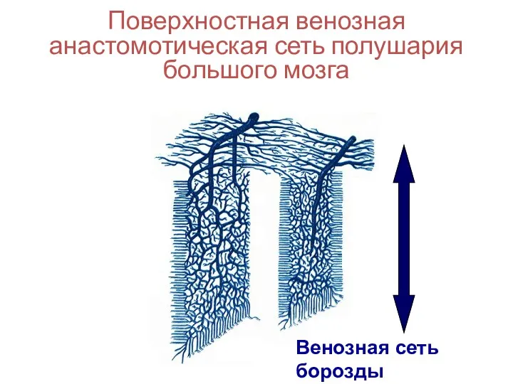 Поверхностная венозная анастомотическая сеть полушария большого мозга Венозная сеть борозды