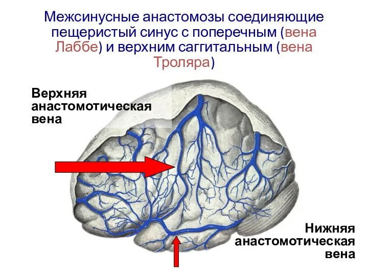 Межсинусные анастомозы соединяющие пещеристый синус с поперечным (вена Лаббе) и