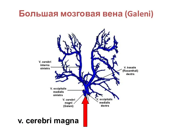 Большая мозговая вена (Galeni) v. cerebri magna