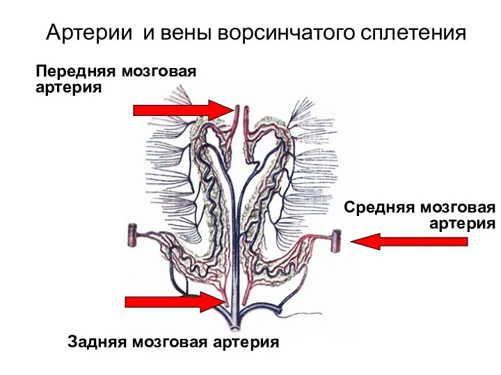 Артерии и вены ворсинчатого сплетения Передняя мозговая артерия Средняя мозговая артерия Задняя мозговая артерия