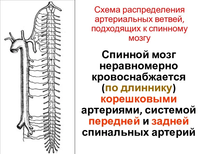 Схема распределения артериальных ветвей, подходящих к спинному мозгу Спинной мозг