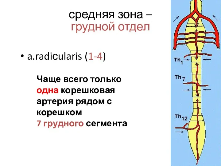 средняя зона – грудной отдел a.radiсularis (1-4) Чаще всего только