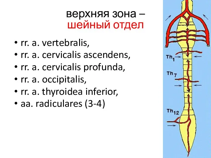 верхняя зона – шейный отдел rr. a. vertebralis, rr. a.