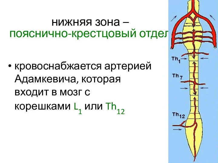 нижняя зона – пояснично-крестцовый отдел кровоснабжается артерией Адамкевича, которая входит