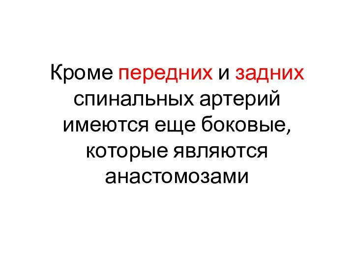 Кроме передних и задних спинальных артерий имеются еще боковые, которые являются анастомозами