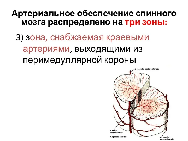 3) зона, снабжаемая краевыми артериями, выходящими из перимедуллярной короны Артериальное