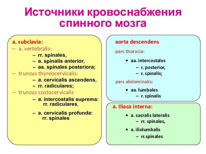 a. subclavia: a. vertebralis: rr. spinales, a. spinalis anterior, aa.