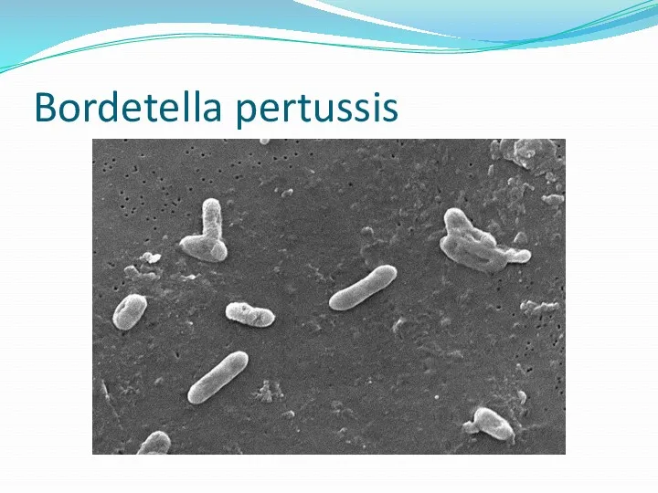 Bordetella pertussis