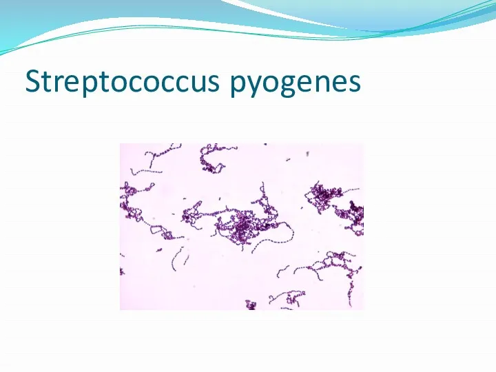 Streptococcus pyogenes