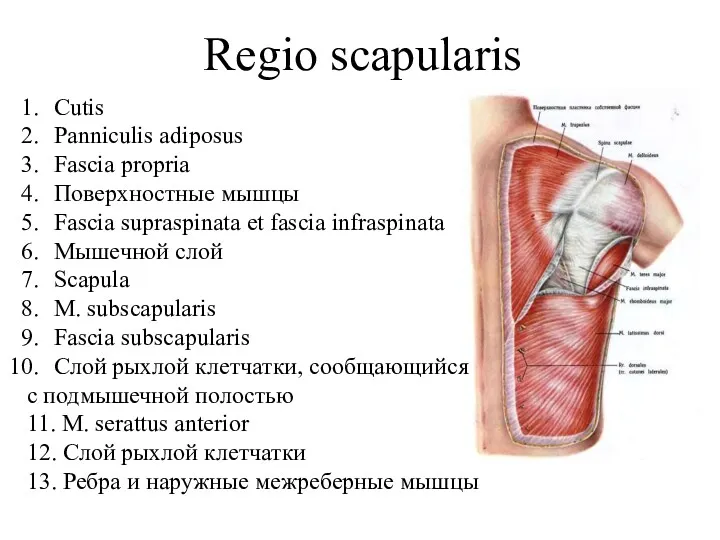 Regio scapularis Сutis Panniculis adiposus Fascia propria Поверхностные мышцы Fascia