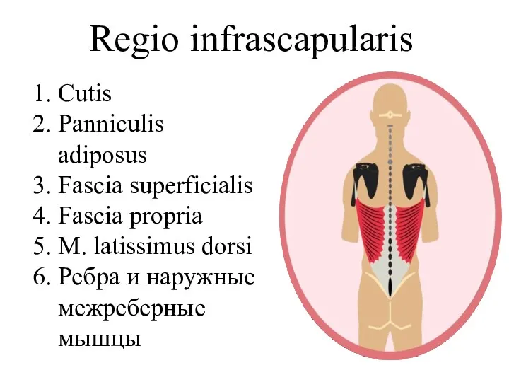 Regio infrascapularis Сutis Panniculis adiposus Fascia superficialis Fascia propria M.