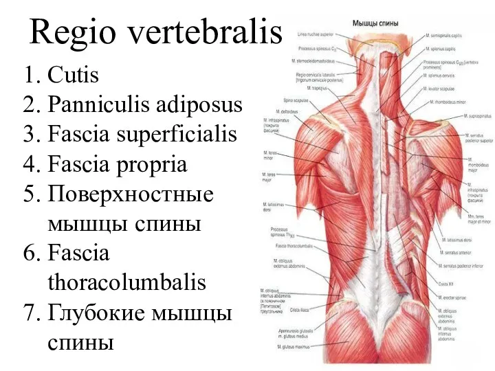 Regio vertebralis Сutis Panniculis adiposus Fascia superficialis Fascia propria Поверхностные